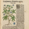 Kreutterbuch darin vnderscheidt Name(n) vnnd wcrckung der Kreutter, Stauden, Hecken vnnd Becmen, sampt iren Frcchten, so inn Tectschen Landen wachsen... auB langwiriger vnnd gewisser erfahrung beschriben. Vnd jetzund von newem fIeiBig vbersehen, gebessert vnd gemehret... - 图片 3