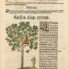 Kreutterbuch darin vnderscheidt Name(n) vnnd wcrckung der Kreutter, Stauden, Hecken vnnd Becmen, sampt iren Frcchten, so inn Tectschen Landen wachsen... auB langwiriger vnnd gewisser erfahrung beschriben. Vnd jetzund von newem fIeiBig vbersehen, gebessert vnd gemehret...