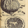 Hesperides sive de malorum aureorum cultura et usu Libri Quatuor - Image 2