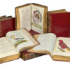 Histoire naturelle des oiseaux. - Imagen 16