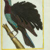 Histoire naturelle des oiseaux. - Imagen 4