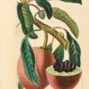 Herbier général de l’amateur, contenant la description, l’histoire, les propriétés et la culture des végétaux utiles et agréables ; dédié au roi, par Mordant de Launay ; continué par M. Loiseleur-Deslongchamps, docteur en médecine, et membre de plusieurs sociétés savantes nationales et étrangères. Avec figures peintes d’après nature par M. P. Bessa, peintre d’histoire naturelle.