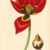 Herbier général de l’amateur, contenant la description, l’histoire, les propriétés et la culture des végétaux utiles et agréables ; dédié au roi, par Mordant de Launay ; continué par M. Loiseleur-Deslongchamps, docteur en médecine, et membre de plusieurs sociétés savantes nationales et étrangères. Avec figures peintes d’après nature par M. P. Bessa, peintre d’histoire naturelle. - 图片 3