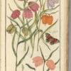 Histoire et description de plusieurs plantes tant indig8;nes quexotiques dispose9es par Familles suivant la m0e9thode de Ml. Adanson.II volume par Fre8re J. Vernisy, religieux dominicain. Les Liliac1fe  ; Les Gingembres ; Les Orchis ; les Aristoloches. - Imagen 2