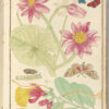 Histoire et description de plusieurs plantes tant indig8;nes quexotiques dispose9es par Familles suivant la m0e9thode de Ml. Adanson.II volume par Fre8re J. Vernisy, religieux dominicain. Les Liliac1fe  ; Les Gingembres ; Les Orchis ; les Aristoloches. - Imagen 3