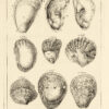 Histoire naturelle du Se9ne9gal. Coquillages. Avec la Relation abre9ge9e de9un Voyage fait en ce pays, pendant les anne9es 1749, 50, 51, 52 & 53.