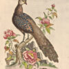 A Natural History of Birds. [Avec:] Gleanings of Natural History, exhibiting figures of Quadrupeds, Birds, Insect, Plants, &c. – Image 4