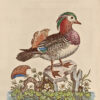 A Natural History of Birds. [Avec:] Gleanings of Natural History, exhibiting figures of Quadrupeds, Birds, Insect, Plants, &c. – Image 3