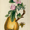 Flora Parisiensis ou descriptions et figures des plantes qui croissent aux environs de Paris avec les différens noms, classes, ordres et genres qui leur conviennent, rangés selon la méthode sexuelle de Linné. - Image 3