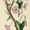 Flora Parisiensis ou descriptions et figures des plantes qui croissent aux environs de Paris avec les différens noms, classes, ordres et genres qui leur conviennent, rangés selon la méthode sexuelle de Linné.