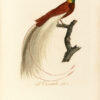 Oiseaux dorés ou à reflets métalliques. I- Histoire naturelle et générale des colibris, oiseaux-mouches, jacamars et promerops. II- ... des grimpereaux et des oiseaux de paradis. – Image 2