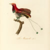Oiseaux dorés ou à reflets métalliques. I- Histoire naturelle et générale des colibris, oiseaux-mouches, jacamars et promerops. II- ... des grimpereaux et des oiseaux de paradis. – Image 3