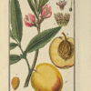 Afbeeldingen der Artseny-Gewassen met Derzelver Nederduitsche en Latynsche beschryvingen. - Image 3