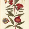 Histoire naturelle des végétaux, classés par familles, Avec la citation de la classe et de l’ordre de Linné, et l’indication de l’usage que l’on peut faire des plantes dans les arts, le commerce, l’agriculture, le jardinage, la médecine… - 图片 3