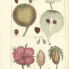 Histoire naturelle des végétaux, classés par familles, Avec la citation de la classe et de l’ordre de Linné, et l’indication de l’usage que l’on peut faire des plantes dans les arts, le commerce, l’agriculture, le jardinage, la médecine… - 图片 4