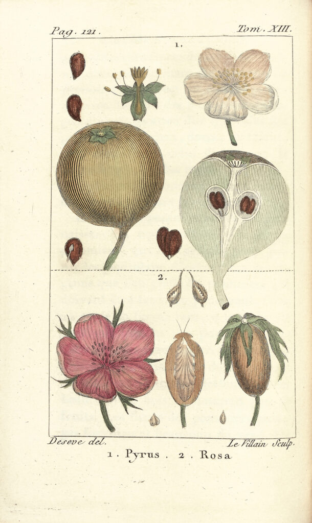 LAMARCK, JeanBaptiste de / MIRBEL, CharlesFrançois Brisseau de