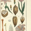 Histoire naturelle des végétaux, classés par familles, Avec la citation de la classe et de l’ordre de Linné, et l’indication de l’usage que l’on peut faire des plantes dans les arts, le commerce, l’agriculture, le jardinage, la médecine… - 图片 5