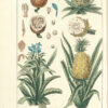 Histoire naturelle des végétaux, classés par familles, Avec la citation de la classe et de l’ordre de Linné, et l’indication de l’usage que l’on peut faire des plantes dans les arts, le commerce, l’agriculture, le jardinage, la médecine… - 图片 6