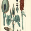 Histoire naturelle des végétaux, classés par familles, Avec la citation de la classe et de l’ordre de Linné, et l’indication de l’usage que l’on peut faire des plantes dans les arts, le commerce, l’agriculture, le jardinage, la médecine… - 图片 7