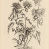 Canadensium plantarum, Historia. Cui adiectum est ad calcem enchiridion botanicum parisiense26hellip; - Imagen 3