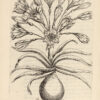 Canadensium plantarum, Historia. Cui adiectum est ad calcem enchiridion botanicum parisiense26hellip;