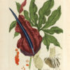 La Botanique mise a la portée de tout le monde ou collection des plantes d’usage dans la médecine dans les alimens et dans les arts. Avec des notices instructives puisées dans les auteurs les plus celebres, contenant la description, le climât, la culture, les proprietes et les vertus propres a chaque plante, precedé d’une introduction a la botanique, ou dictionnaire abregé des principaux termes emploiés dans cette science. Executé et Publié par Les Sr. Et De.Regnault Avec approbation et Privilege dy Roy. – Image 3