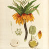 La Botanique mise a la portée de tout le monde ou collection des plantes d’usage dans la médecine dans les alimens et dans les arts. Avec des notices instructives puisées dans les auteurs les plus celebres, contenant la description, le climât, la culture, les proprietes et les vertus propres a chaque plante, precedé d’une introduction a la botanique, ou dictionnaire abregé des principaux termes emploiés dans cette science. Executé et Publié par Les Sr. Et De.Regnault Avec approbation et Privilege dy Roy. – Image 2