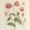 La Botanique mise a la portée de tout le monde ou collection des plantes d’usage dans la médecine dans les alimens et dans les arts. Avec des notices instructives puisées dans les auteurs les plus celebres, contenant la description, le climât, la culture, les proprietes et les vertus propres a chaque plante, precedé d’une introduction a la botanique, ou dictionnaire abregé des principaux termes emploiés dans cette science. Executé et Publié par Les Sr. Et De.Regnault Avec approbation et Privilege dy Roy. – Image 4