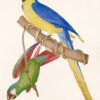 Ornithologie brésilienne ou histoire des oiseaux du Brésil, remarquables par leur plumage, leur chant ou leurs habitudes. - Image 7