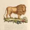 Zoologia Morale esposta in cento venti discorsi in versi o in prosa da Domenico Gazzadi di Sassuolo, gi0 pubblico professore di belle-lettere, socio di varie academie letterarie ; e in altrettante figure d1animali, incise in rame, colle notizie scientifiche del dottore Antonio Baschieri da Modena, membro titolare e gi vice-presidente della Societ2 medico-chirugica di Mompellieri, corrispondente della Societ2 di Medicina di Gand, socio dell'Academia R. De' Filomati di Lucca, ecc., ecc. – Bild 2