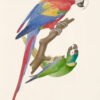 Ornithologie brésilienne ou histoire des oiseaux du Brésil, remarquables par leur plumage, leur chant ou leurs habitudes. - Image 2