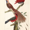 L'Histoire naturelle eclaircie dans une de ses parties principales, l'ornithologie, qui traite des oiseaux de terre, de mer et de rivie8re, tant de nos climats que des pays e9trangers e2 Ouvrage traduit du Latin du Synopsis avium de Raye9 Par M. Salerne, docteur en me9decine e0 Orle9anse0 Enrichi de 31 figures dessine9es d'apre8s nature.