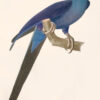 Ornithologie brésilienne ou histoire des oiseaux du Brésil, remarquables par leur plumage, leur chant ou leurs habitudes. - Image 4