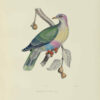 Iconographie des pigeons non figurés par Mme Knip (Mme Pauline de Courcelles) dans les deux volumes de MM. Temminck et Florent Prévost.