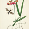 British entomology; being illustrations and descriptions of the genera of insects found in Great Britain and Ireland: containing coloured figures from nature of the most rare and beautiful species, and in many instances of the plants upon which they are found. - Image 3