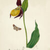 British entomology; being illustrations and descriptions of the genera of insects found in Great Britain and Ireland: containing coloured figures from nature of the most rare and beautiful species, and in many instances of the plants upon which they are found. - Image 4