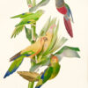 Ornithologie brésilienne ou histoire des oiseaux du Brésil, remarquables par leur plumage, leur chant ou leurs habitudes.