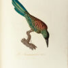 Oiseaux dorés ou à reflets métalliques. I- Histoire naturelle et générale des colibris, oiseaux-mouches, jacamars et promerops. II- ... des grimpereaux et des oiseaux de paradis. – Image 2
