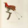 Oiseaux dorés ou à reflets métalliques. I- Histoire naturelle et générale des colibris, oiseaux-mouches, jacamars et promerops. II- ... des grimpereaux et des oiseaux de paradis.