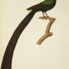 Oiseaux dorés ou à reflets métalliques. I- Histoire naturelle et générale des colibris, oiseaux-mouches, jacamars et promerops. II- ... des grimpereaux et des oiseaux de paradis. – Image 3