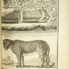 Naturgeschichte, allgemein und besonders – Bild 4