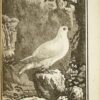 Naturgeschichte, allgemein und besonders – Bild 5