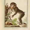 Collection des animaux quadrupèdes de Buffon, formant 362 planches d’animaux, coloriées, servant à toutes les éditions des Œuvres de cet auteur ; classées par ordres et genres sur le système animal de Linné : avec deux tables.