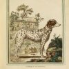 Collection des animaux quadrupèdes de Buffon, formant 362 planches d’animaux, coloriées, servant à toutes les éditions des Œuvres de cet auteur ; classées par ordres et genres sur le système animal de Linné : avec deux tables. - Image 8