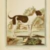 Collection des animaux quadrupèdes de Buffon, formant 362 planches d’animaux, coloriées, servant à toutes les éditions des Œuvres de cet auteur ; classées par ordres et genres sur le système animal de Linné : avec deux tables. - Image 3