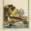 Collection des animaux quadrupèdes de Buffon, formant 362 planches d’animaux, coloriées, servant à toutes les éditions des Œuvres de cet auteur ; classées par ordres et genres sur le système animal de Linné : avec deux tables. - Image 7