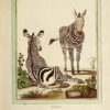 Collection des animaux quadrupèdes de Buffon, formant 362 planches d’animaux, coloriées, servant à toutes les éditions des Œuvres de cet auteur ; classées par ordres et genres sur le système animal de Linné : avec deux tables. - Image 6