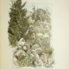 Tartarin sur les Alpes - 图片 2