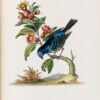 Eine Naturgeschichte der Vögel. – Bild 2