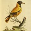 Naturgeschichte seltener Vögel: und anderer seltener Tiere & die nicht beschrieben wurden, Vierfüßer, Reptilien, Fische, Insekten, &c. Dargestellt auf Einhundertzehn Kupferstichen, Mit einer umfangreichen & genauen Beschreibung jeder Figur... – Bild 5